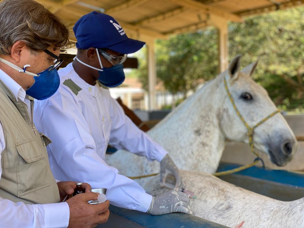 Brasileiros descobrem que anticorpo de cavalos contra a Covid é até 50 vezes mais potente